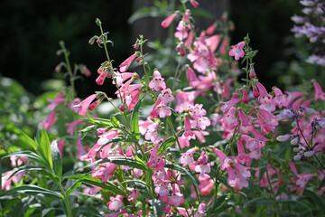 Penstemon 'Apple Blossom' in flower