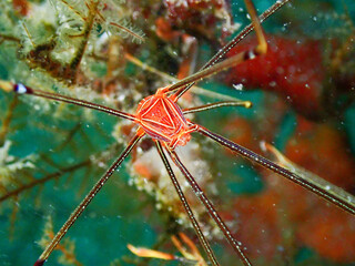 オルトマンワラエビ