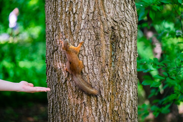 squirrel climbs up the oak tree