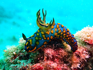 サガミリュウグウウミウシ