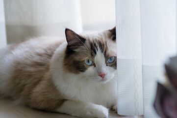 MY PET YUKI (ラグドール)