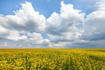 Obraz premium Field of colza rapeseed yellow flowers and blue sky, agriculture concept
