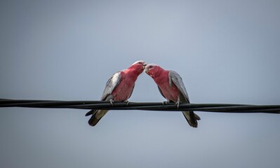 Low angle shot of a pair of Galah cockatoos