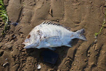 fish on the beach