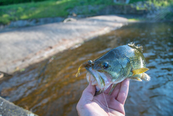 shore fishing during perfect summer day