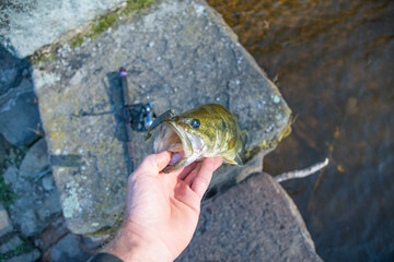 Summer bass, holding freshwater bass in hand, shore fishing, summer activity