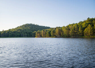 Natural light dusk trees isolated on beautiful sky background