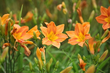 Obraz na płótnie Canvas Hemerocallis day lily 'Banbury Cinnamon' in flower.