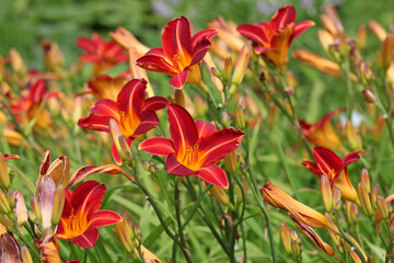 Hemerocallis day lily 'Cynthia Mary'