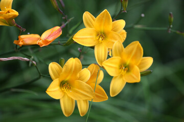 Fototapeta na wymiar Samll Yellow daylilies in flower