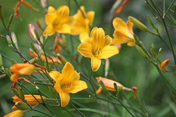 Samll Yellow daylilies in flower
