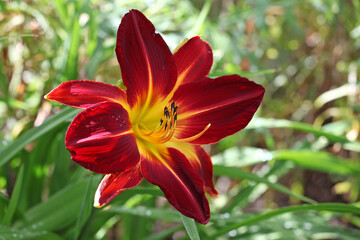 Hemerocallis daylily 'Ruby Spider' ' in flower.