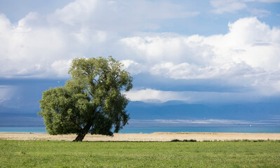 A lone cottonwood tree stands in a field with lake Issyk-Kul in the background in Kyrgyzstan. - obrazy, fototapety, plakaty