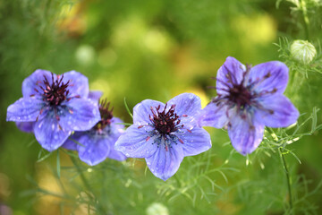 Love in a mist 'Midnight' in flower.