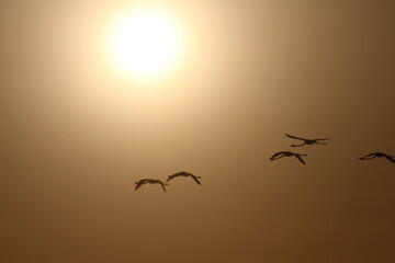 flamingos and sunset