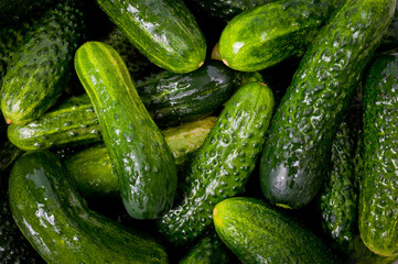 Fresh juicy clean cucumbers lying tightly next to each other. Preparing for conservation and salting.