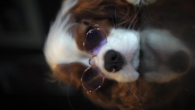 Vertical video for social networks, a funny puppy in purple glasses looking at the camera, a beautiful dog of the Cavalier King Charles Spaniel breed