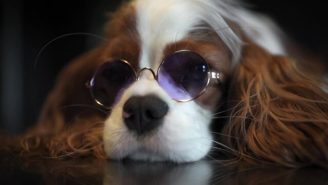 Funny sad puppy in purple glasses looks at the camera, a beautiful dog breed cavalier king charles spaniel 