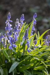A group of Blue Muscari flowers, Grape hyacinth, blooming in spring garden. Muscari armeniacum grow...
