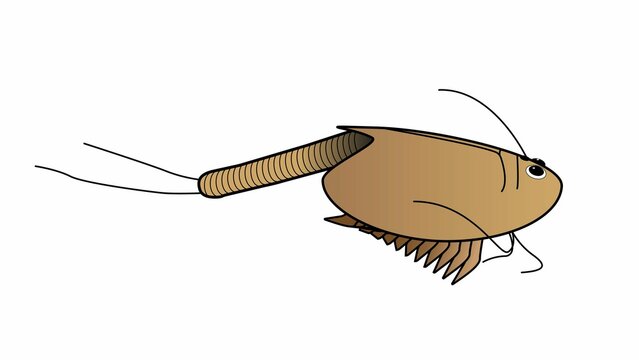 Draw of a three tadpole shrimp, Triops. Triops cancriformis in a white background