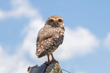Burrowing owl under clear blue sky with clouds