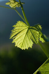 South Africa Vineyards near Paarl, Western Cape.