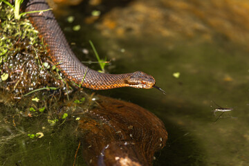 Portrait of a female european crossed viper at a pond in summer outdoors, vipera berus