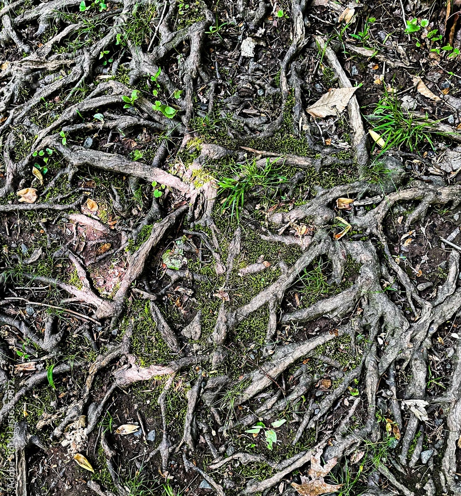 Poster top view of many dried branches and wood parts on a ground in a forest