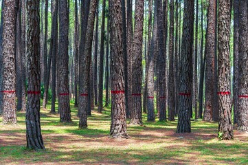 Scenic view of dense trees in a forest in sunlight