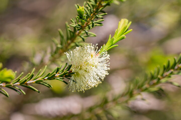 Tea-Tree Narrow-leaved Paperbark fluffy flower on a tree branch