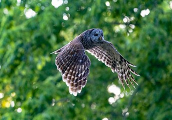 Barred owl flying in a forest