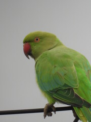 Green Parrot Indian Parakeet In Forest Close Up Green and Red beak Bird Photography