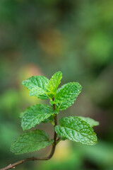 mint plant foliage, popular fresh green organic fragrant herb isolated, taken in shallow depth of field, blurry background with space for text