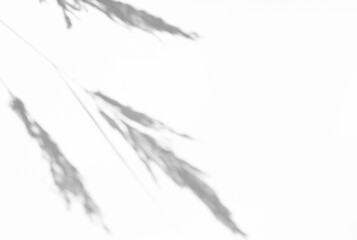 Photo overlay effect. Gray shadow from the stems of plants on a light background. Abstract concept of neutral nature blurred background. Copy space.
