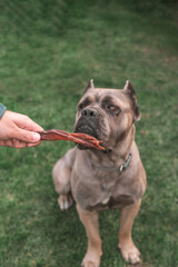 dried treats for dogs. A dog Cane Corso asks the owner for his favorite treat. Rewarding the dog...