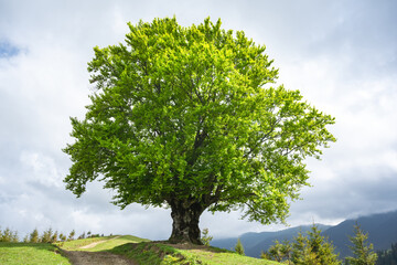 Large old beech tree with lush green leaves in Carpathian mountains in summer time. Landscape photography - obrazy, fototapety, plakaty