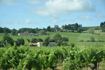 Fototapeta na wymiar En roulant: vignes au nord du village de Bouniagues, Dordogne, Nouvelle-Aquitaine, France. 