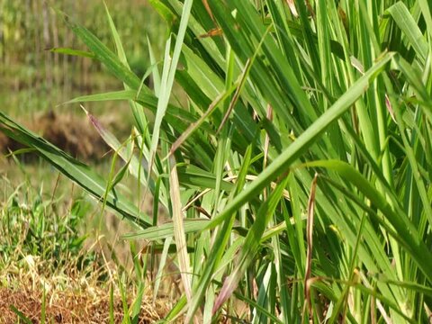 Pakchong type feed grass, one of the grasses with a high protein content that is easy to plant as an animal feed ingredient