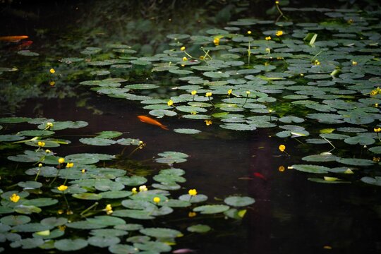Beautiful view of lily pads and utricularia in the pond