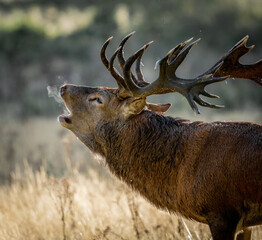 Here is a selection of my best wildlife photography taken over a period of 2 years 