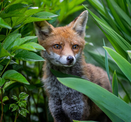 Here is a selection of my best wildlife photos of mammals taken of the course of 2 years. 