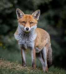 Here is a selection of my best wildlife photos of mammals taken of the course of 2 years. 