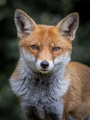 Here is a selection of my best wildlife photography taken over a period of 2 years 