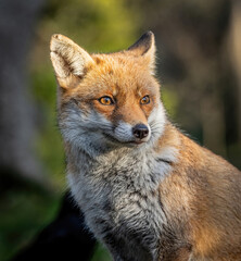 Here is a selection of my best wildlife photos of mammals taken of the course of 2 years. 