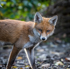 Here is a selection of my best wildlife photography taken over a period of 2 years 