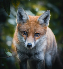 Here is a selection of my best wildlife photography taken over a period of 2 years 