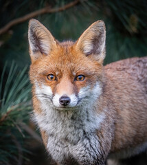 Here is a selection of my best wildlife photos of mammals taken of the course of 2 years. 