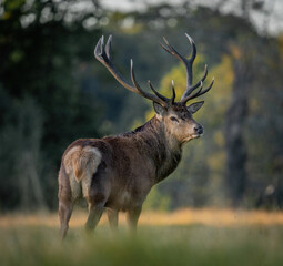 Here is a selection of my best wildlife photography taken over a period of 2 years 