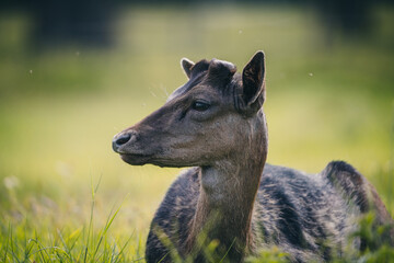 Here is a selection of my best wildlife photography taken over a period of 2 years 