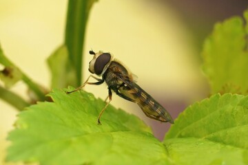 Closeup on a Migrant hoverfly, Eupeodes corollae, sitting on a green leaf